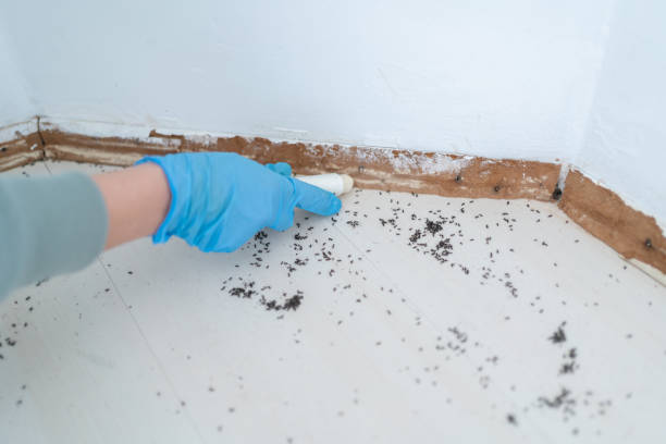 Best Bed Bug Extermination  in Crystal Lake, CT